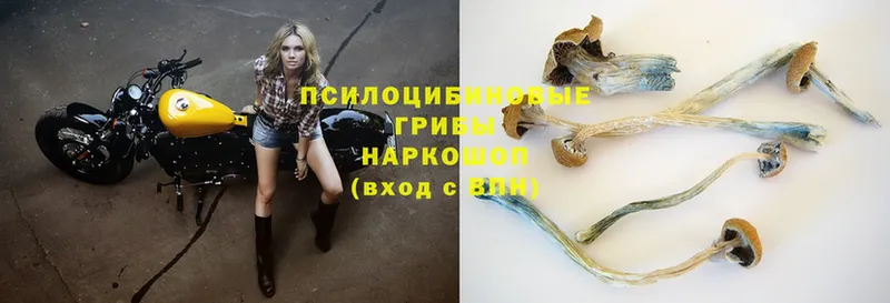 Псилоцибиновые грибы Magic Shrooms  Андреаполь 